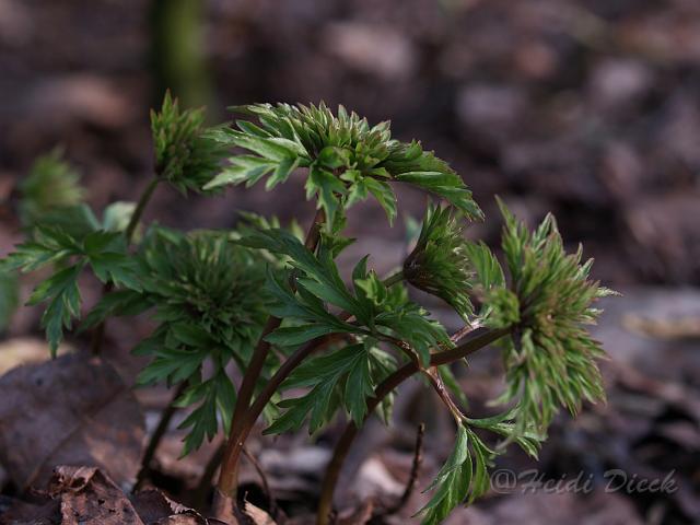 Anemone nemorosa Virescens.JPG - Anemone nemorosa ' Virescens' / Frühlingsanemone, Buschwindröschen - Herrenkamper Gärten